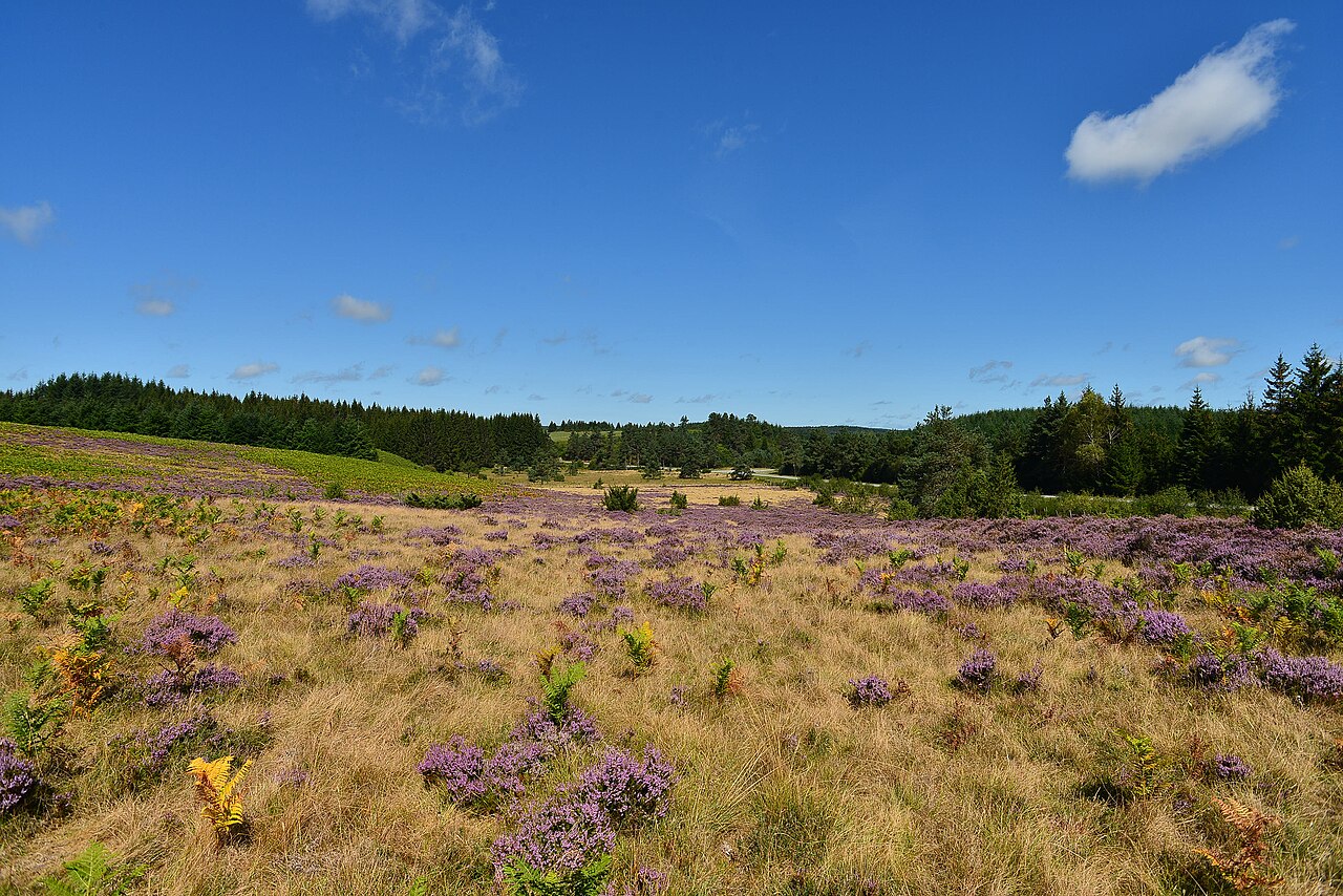 Lande de bruyères sur le plateau de Millevaches